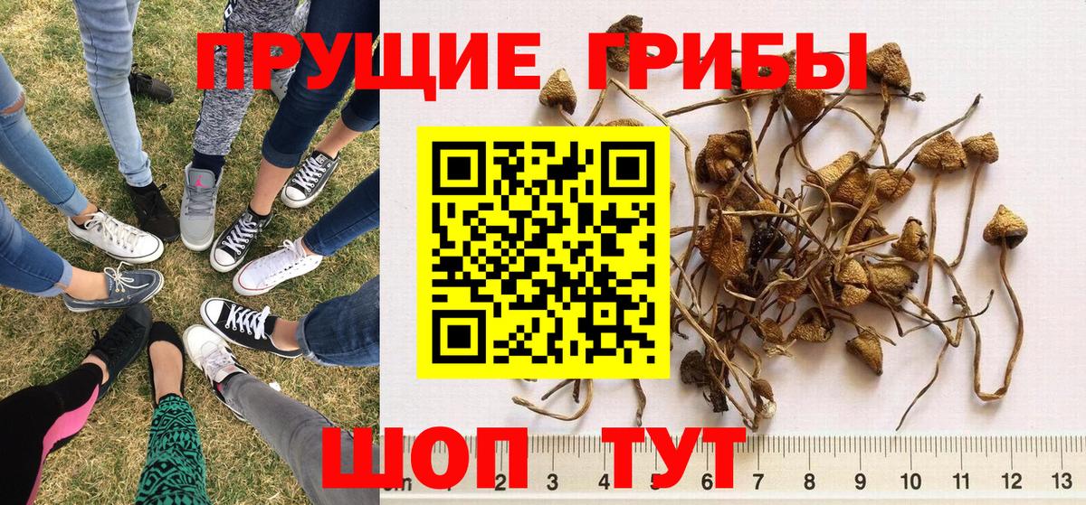 Галлюциногенные грибы прущие грибы Серпухов